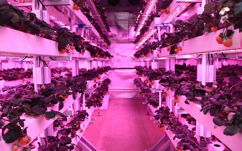 利用先进光技术塑造农业的未来