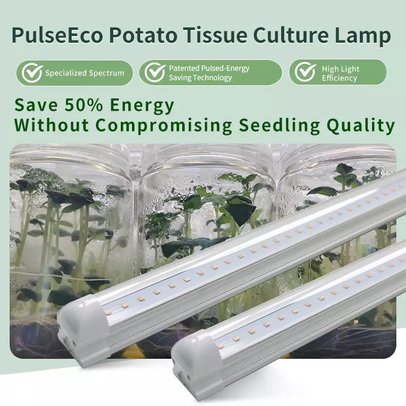PulseEco potato tissue culture light